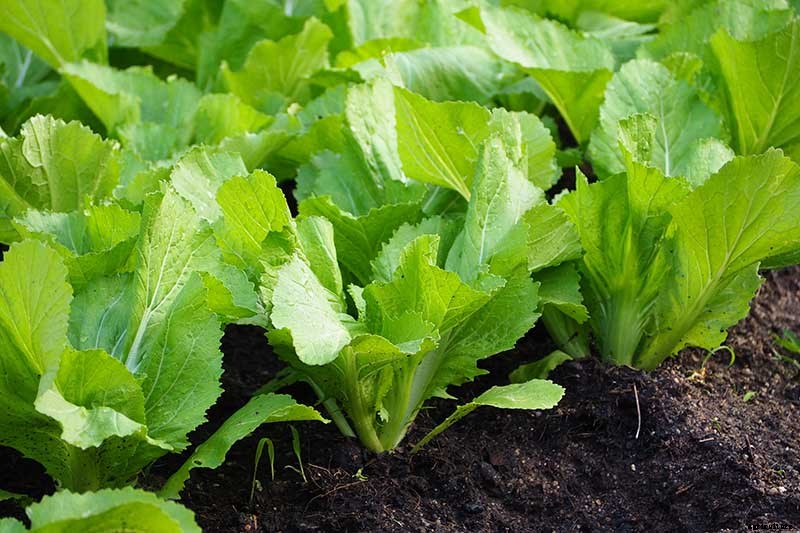 13 of the Best Varieties of Mustard Greens to Grow in Your Garden