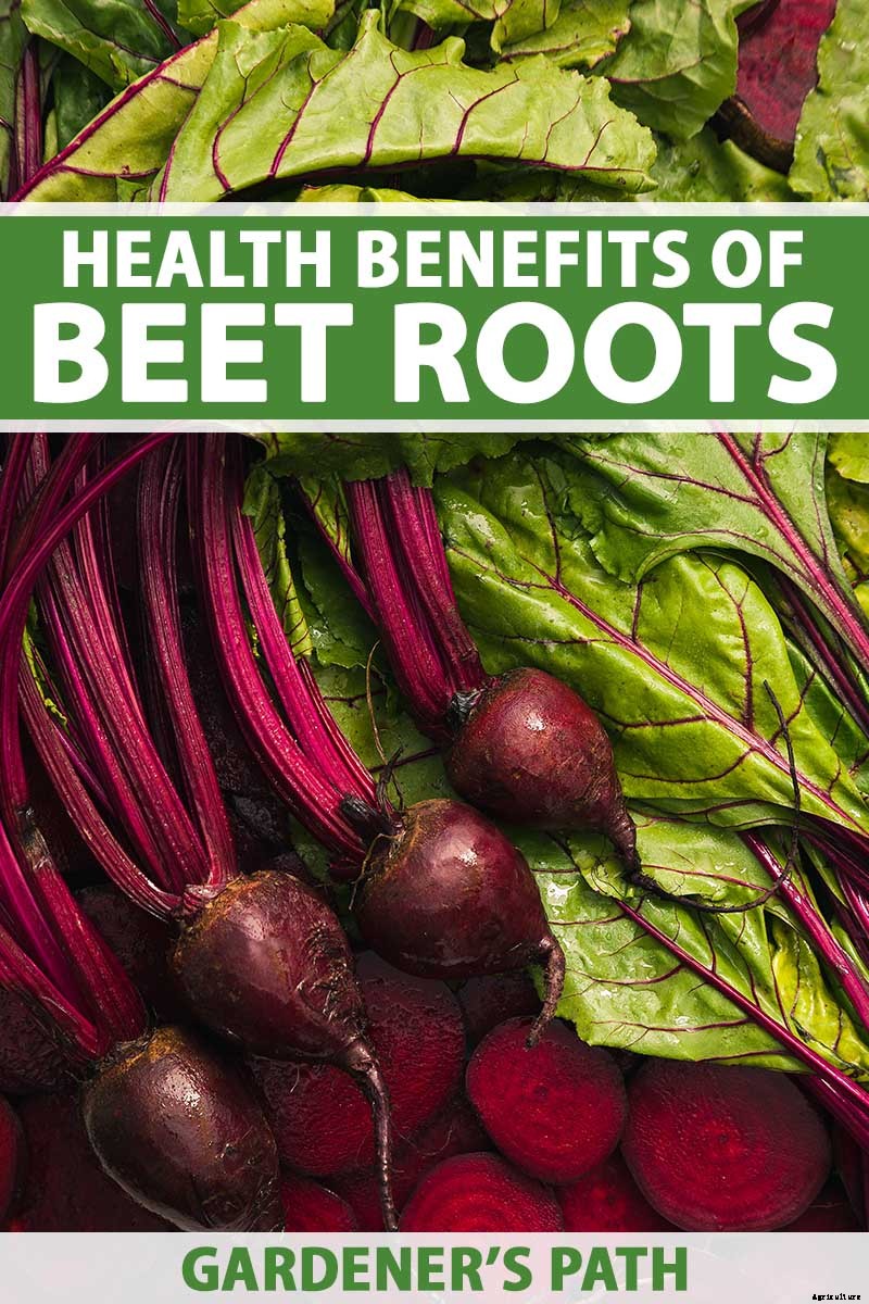 Health Benefits of Beets