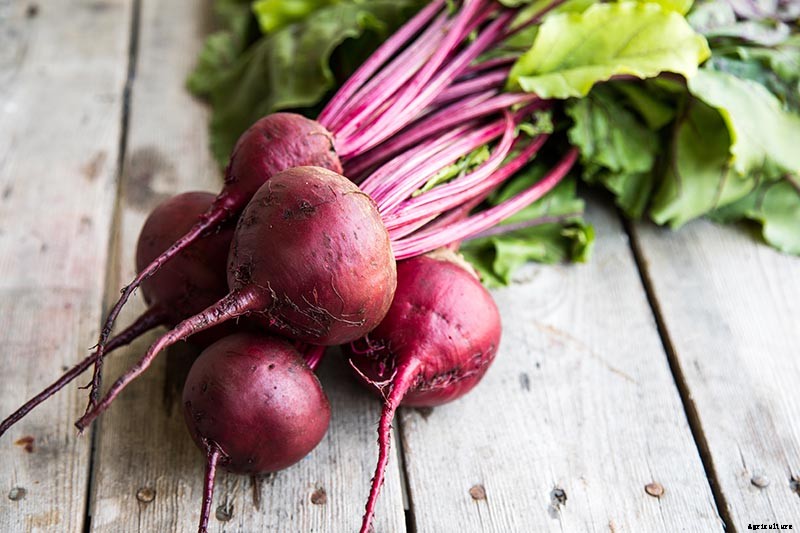 Health Benefits of Beets
