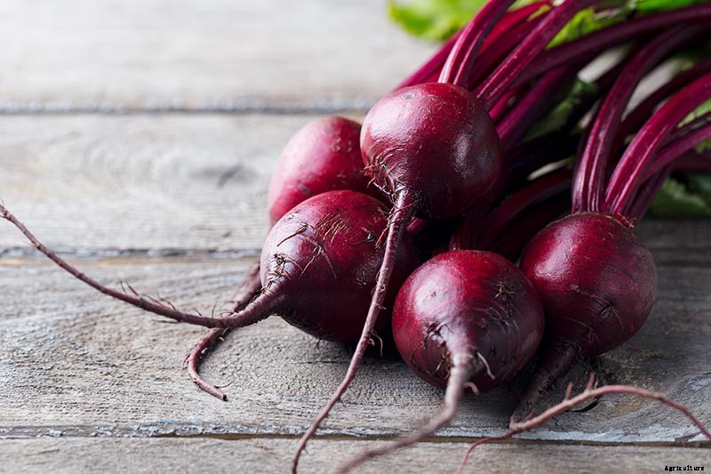 Health Benefits of Beets