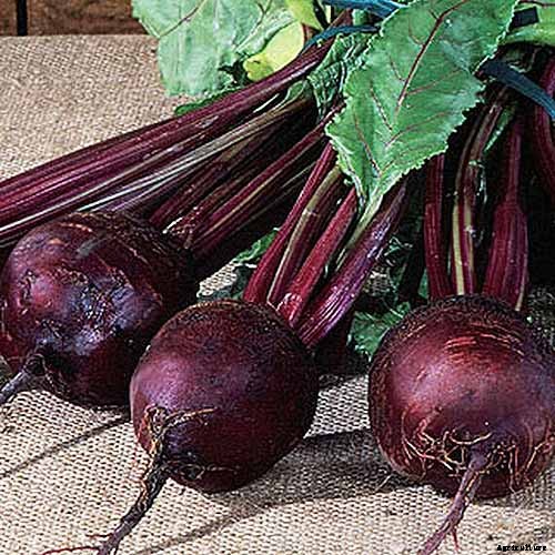 Health Benefits of Beets