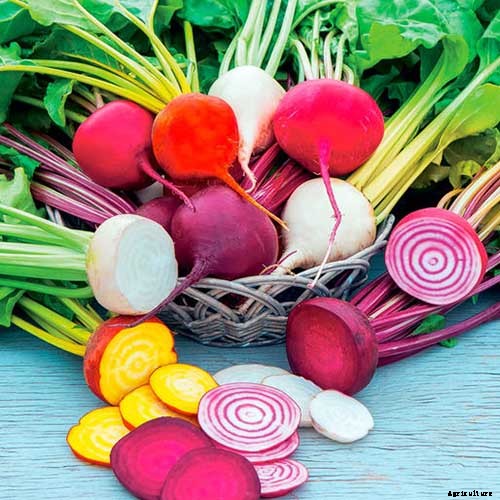 Health Benefits of Beets