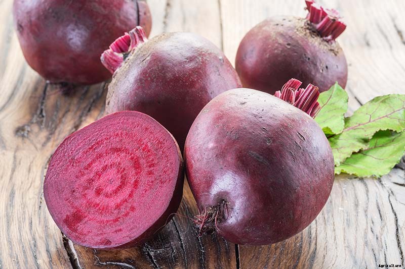 Health Benefits of Beets