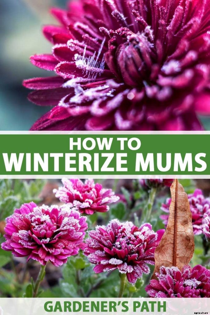 How to Winterize Hardy Garden Mums