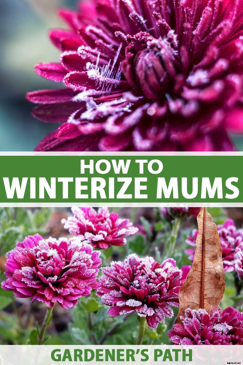 How to Winterize Hardy Garden Mums
