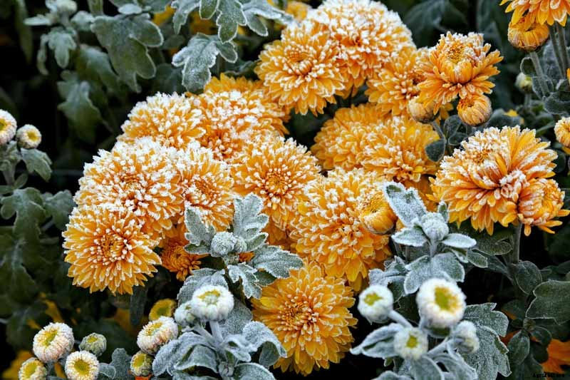 How to Winterize Hardy Garden Mums
