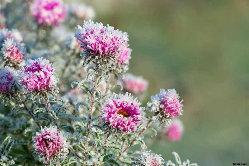 How to Winterize Hardy Garden Mums