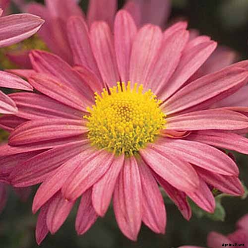 How to Winterize Hardy Garden Mums