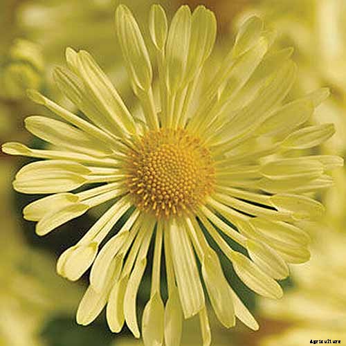 How to Winterize Hardy Garden Mums