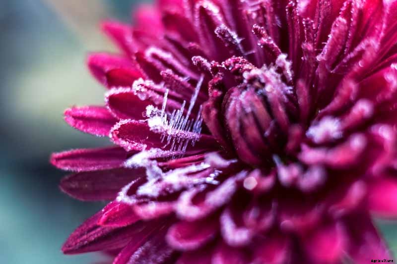 How to Winterize Hardy Garden Mums