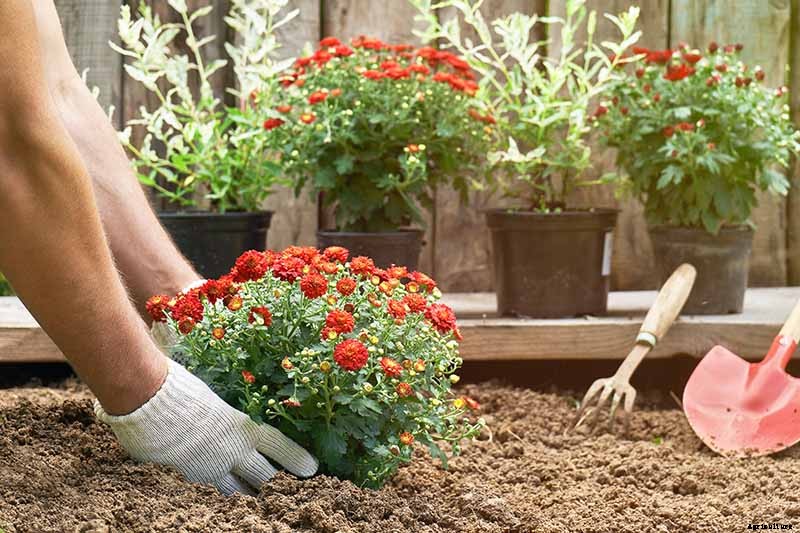 How to Winterize Hardy Garden Mums