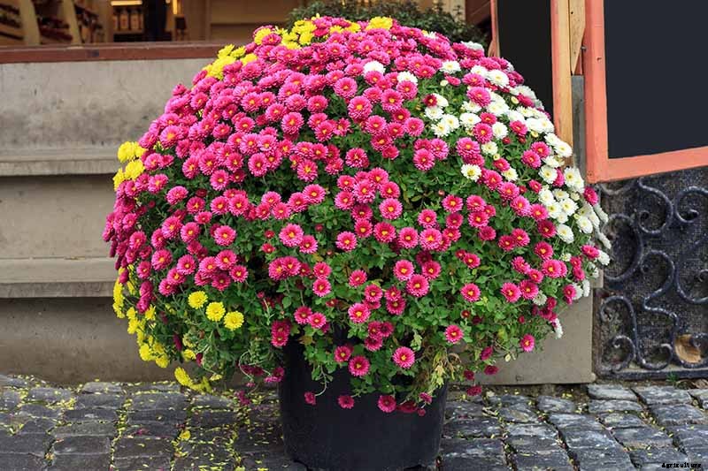 How to Winterize Hardy Garden Mums