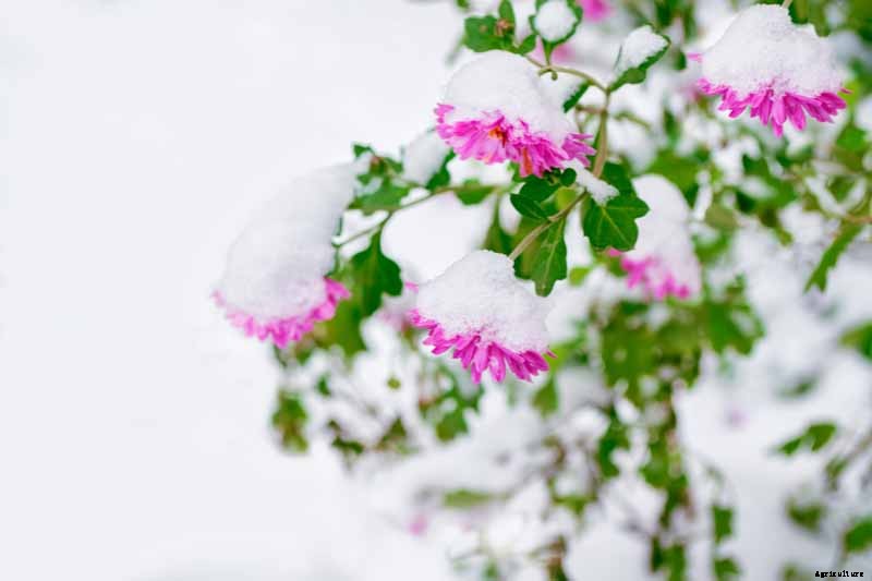How to Winterize Hardy Garden Mums