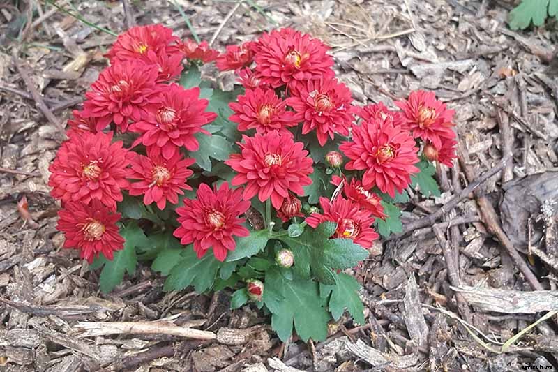 How to Winterize Hardy Garden Mums