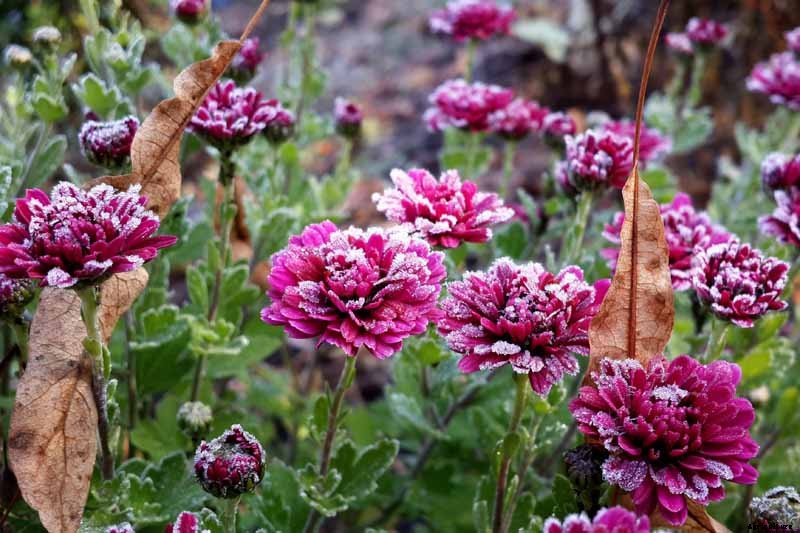 How to Winterize Hardy Garden Mums