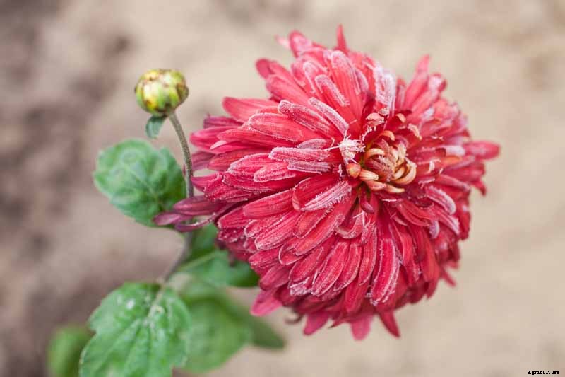 How to Winterize Hardy Garden Mums