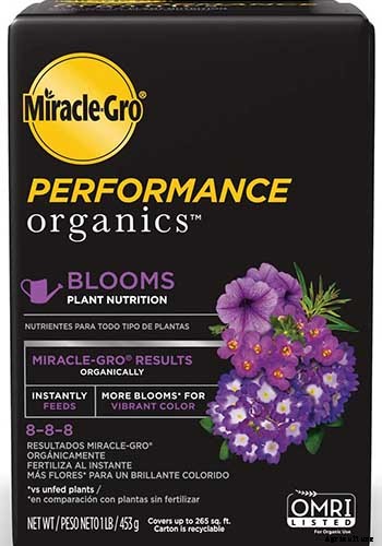 How to Winterize Hardy Garden Mums