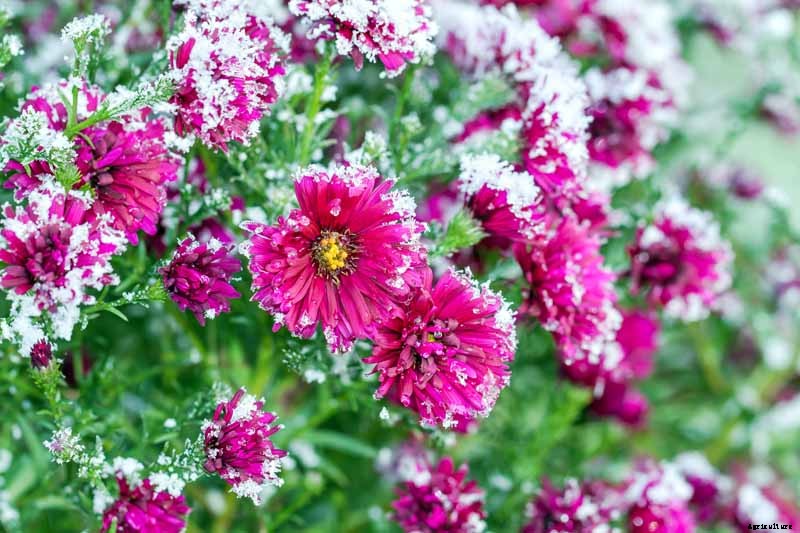 How to Winterize Hardy Garden Mums