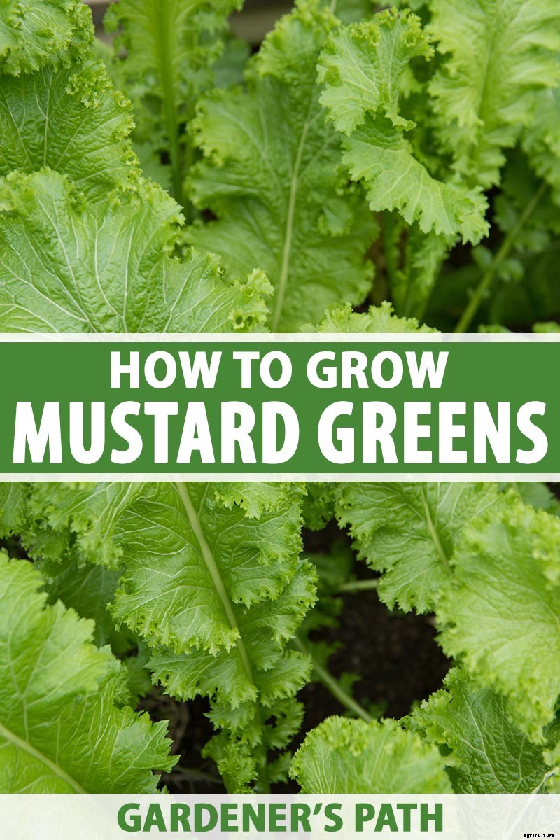 How to Grow and Care for Mustard Greens