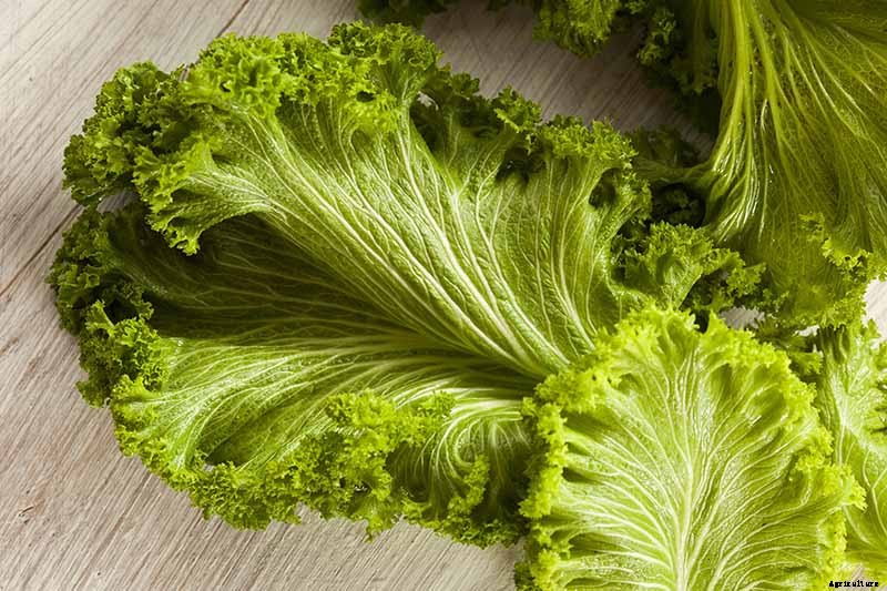 How to Grow and Care for Mustard Greens