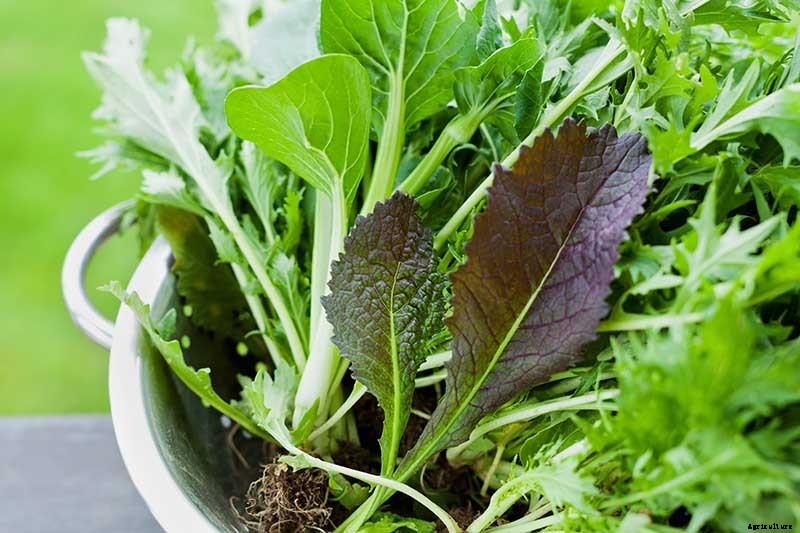 How to Grow and Care for Mustard Greens