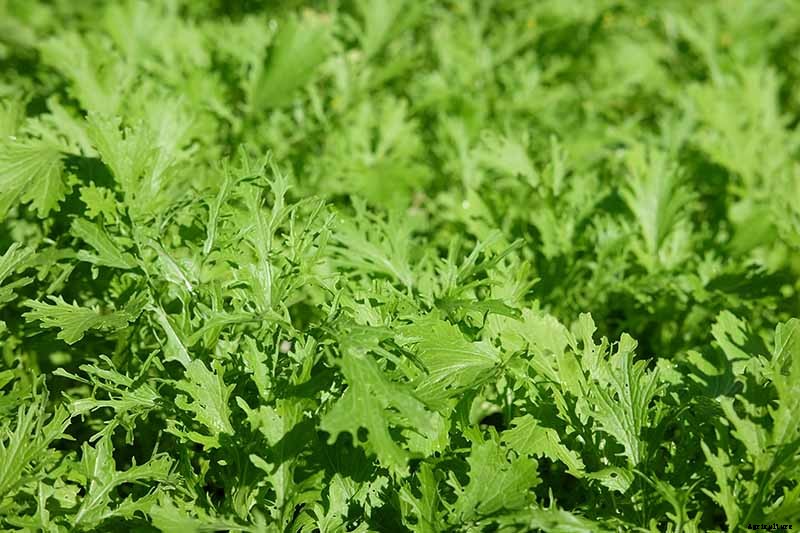 How to Grow and Care for Mustard Greens
