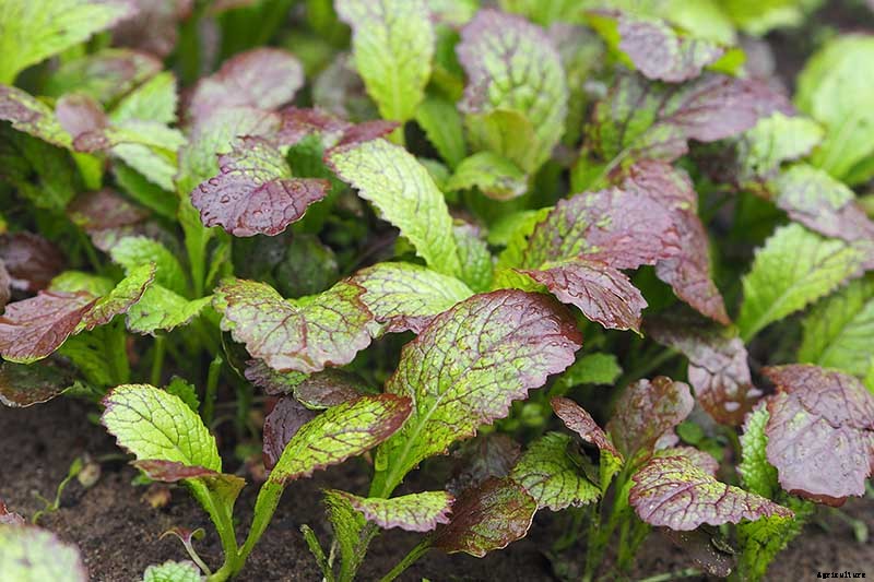 How to Grow and Care for Mustard Greens
