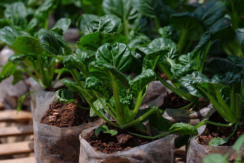 How to Grow and Care for Mustard Greens