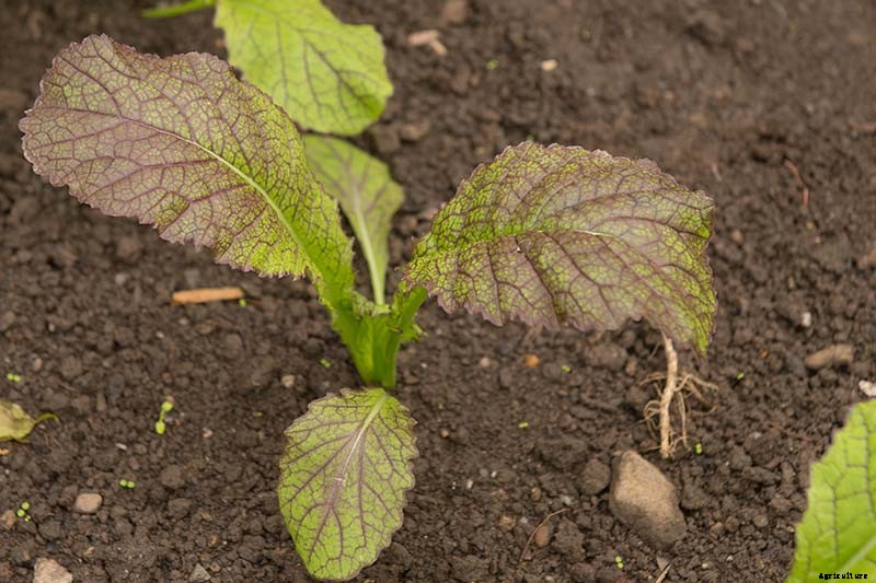 How to Grow and Care for Mustard Greens