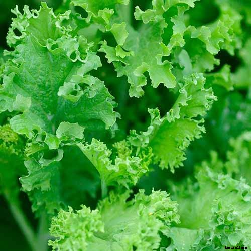 How to Grow and Care for Mustard Greens
