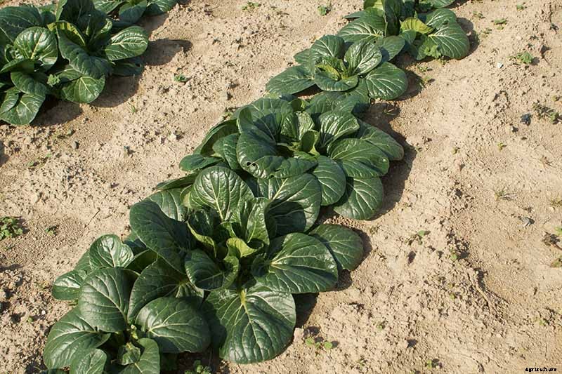 How to Grow and Care for Mustard Greens