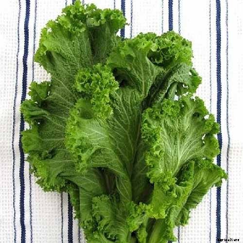 How to Grow and Care for Mustard Greens
