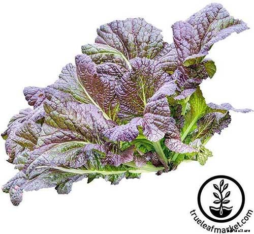 How to Grow and Care for Mustard Greens