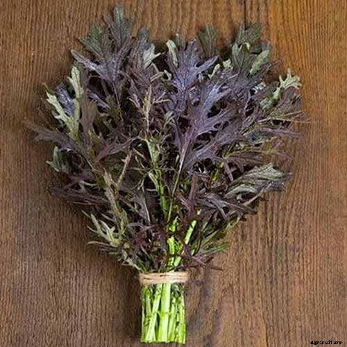 How to Grow and Care for Mustard Greens