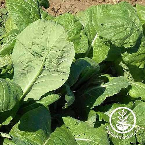 How to Grow and Care for Mustard Greens