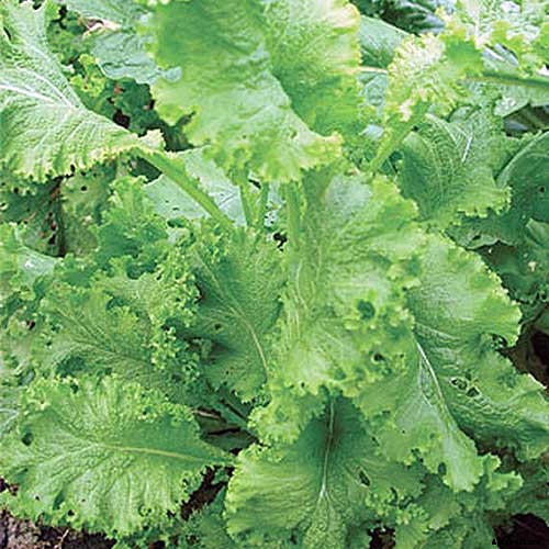 How to Grow and Care for Mustard Greens