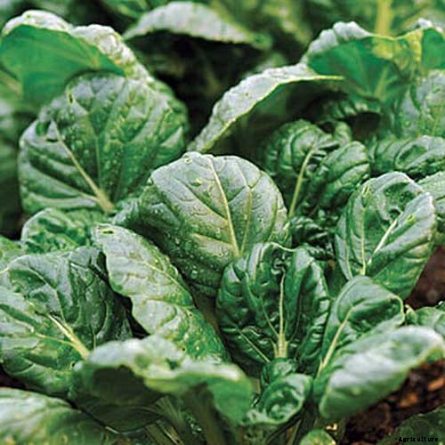 How to Grow and Care for Mustard Greens