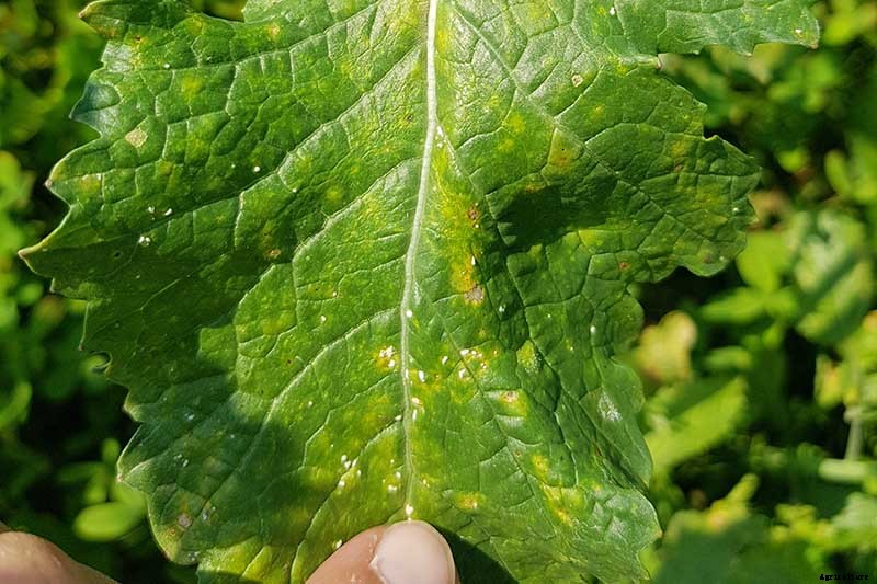 How to Grow and Care for Mustard Greens