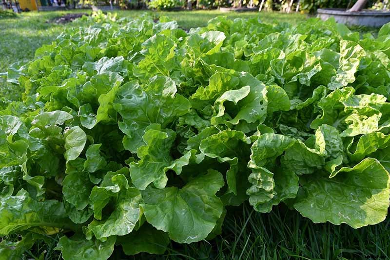How to Grow and Care for Mustard Greens