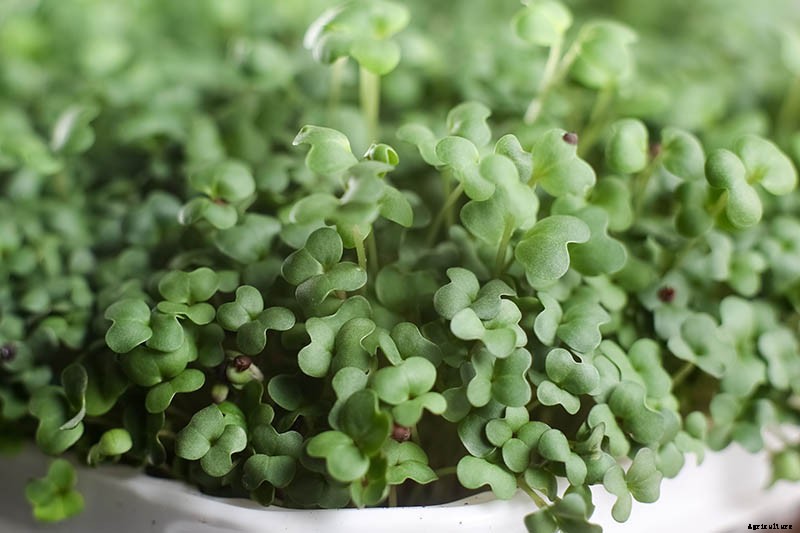How to Grow and Care for Mustard Greens