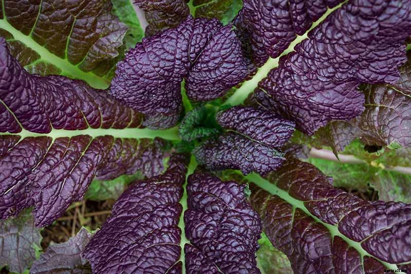 How to Grow and Care for Mustard Greens