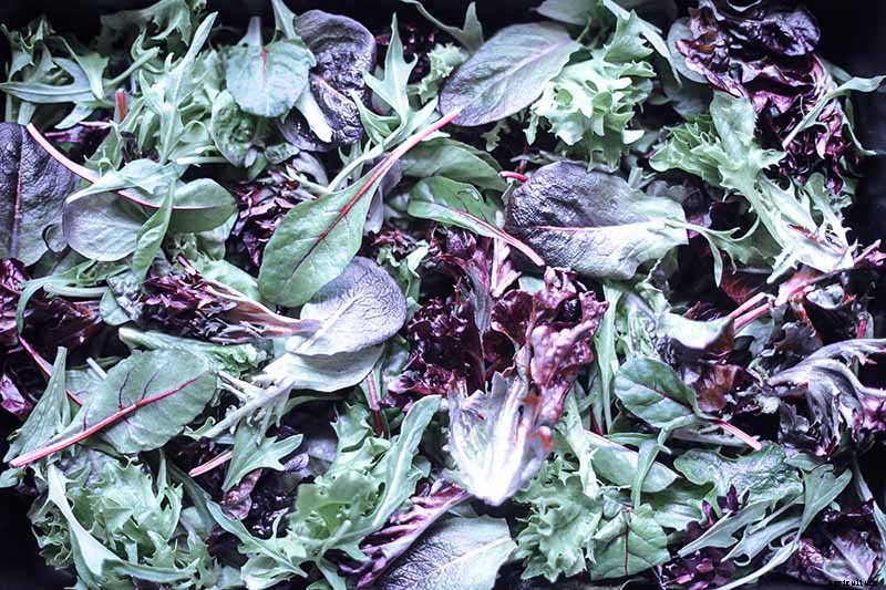 How to Grow and Care for Mustard Greens