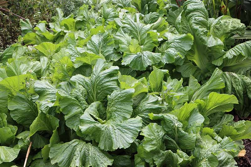 How to Grow and Care for Mustard Greens