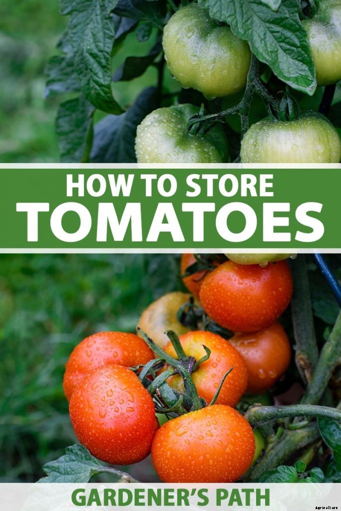 How to Store Your Tomato Harvest