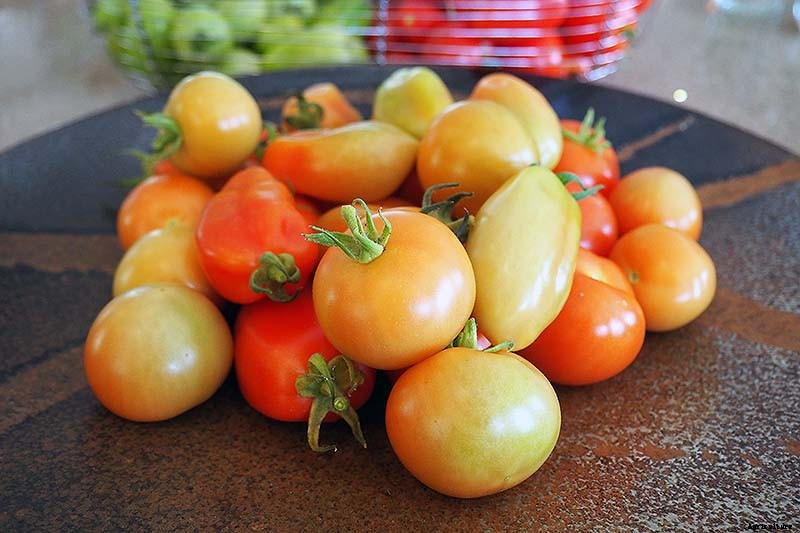 How to Store Your Tomato Harvest