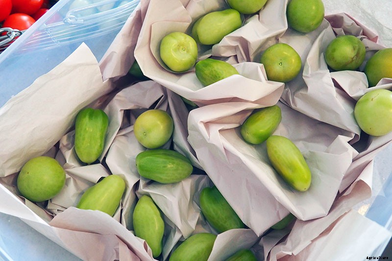 How to Store Your Tomato Harvest