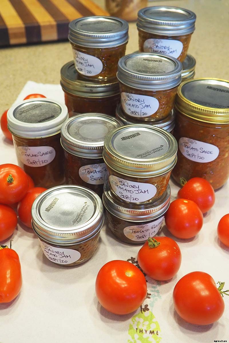 How to Store Your Tomato Harvest