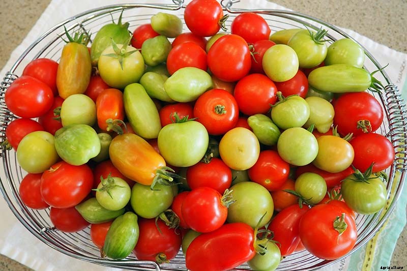 How to Store Your Tomato Harvest