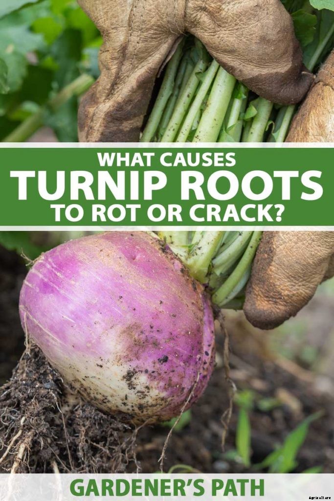 What Causes Turnips to Crack or Rot?
