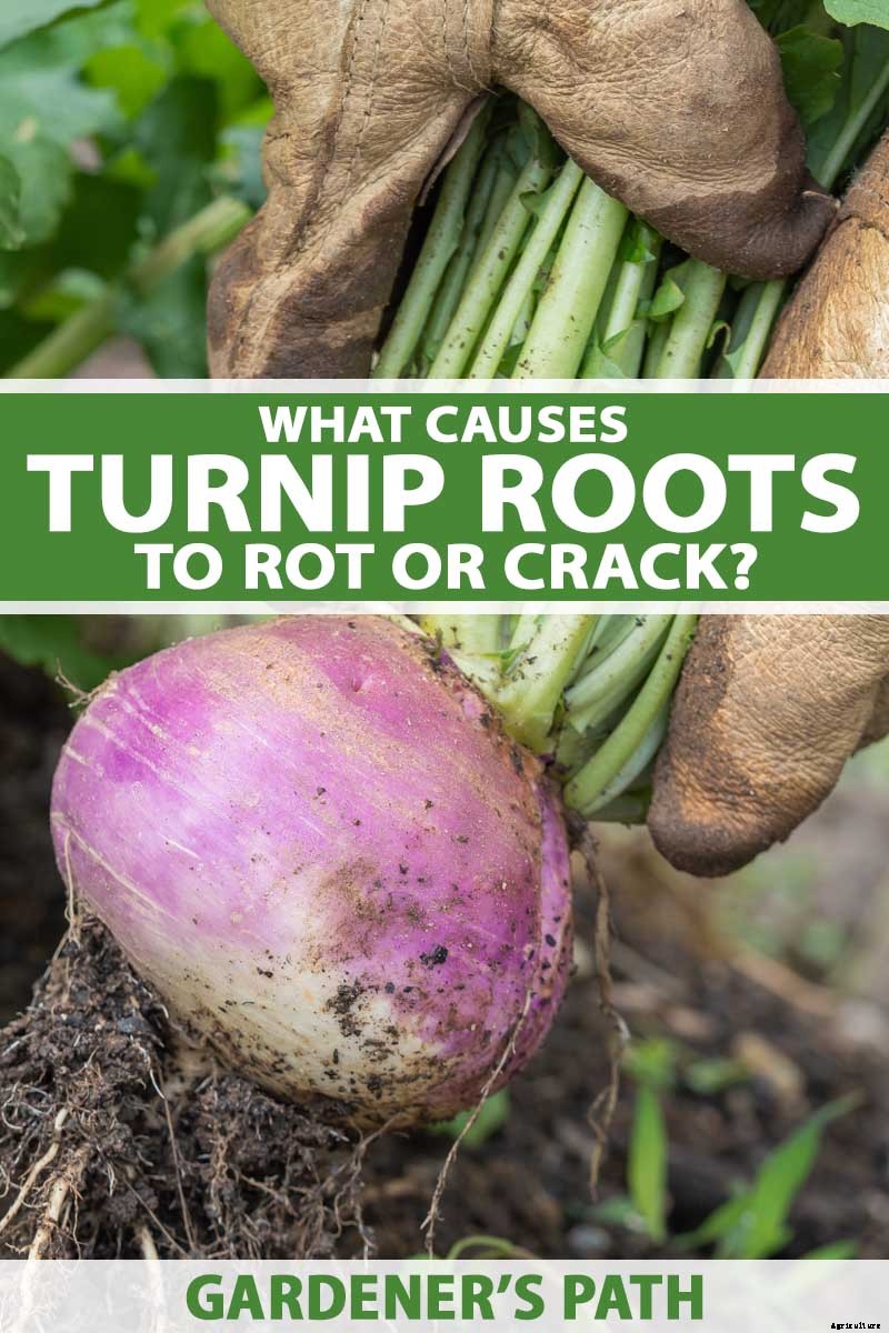 What Causes Turnips to Crack or Rot?
